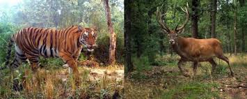 प्रदेश में रीवाइल्डिंग से संतुलित होगी वाइल्डलाइफ इकोलॉजी