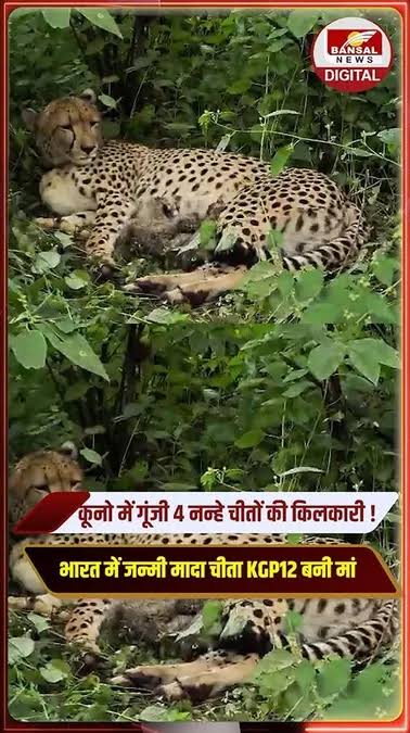 कूनो फिर हुआ गुलजार, मादा चीता केजीपी 12 के परिवार में आए चार नन्हे शावक : मुख्यमंत्री डॉ. यादव