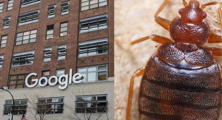 गूगल ने न्यूयॉर्क कार्यालय में खटमल मिलने के बाद अस्थायी रूप से बंद किया, कर्मचारियों को घर से काम करने के निर्देश